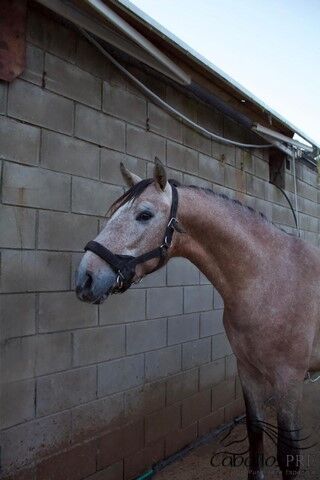 Toller 3 jähriger Rotschimmel Hengst - ca. 1.60 m - Pura Raza Española, Thomas Adams (Caballos PRE), Horses For Sale, Bell