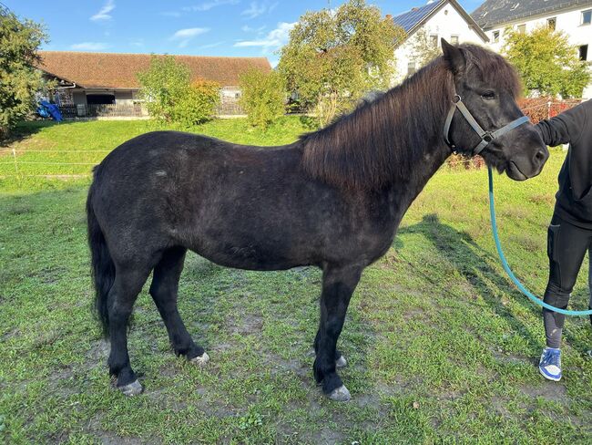 Tolle 4-Gang Islandstute Rappfarbwechsler, Kerstin Rehbehn (Pferdemarketing Ost), Horses For Sale, Nienburg, Image 3