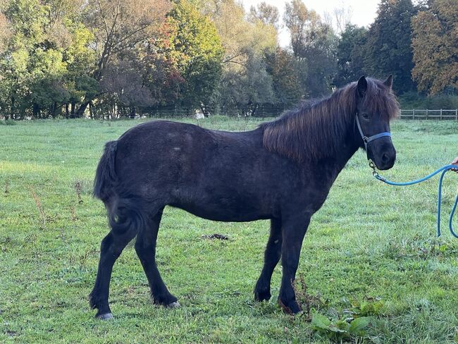 Tolle 4-Gang Islandstute Rappfarbwechsler, Kerstin Rehbehn (Pferdemarketing Ost), Horses For Sale, Nienburg, Image 13
