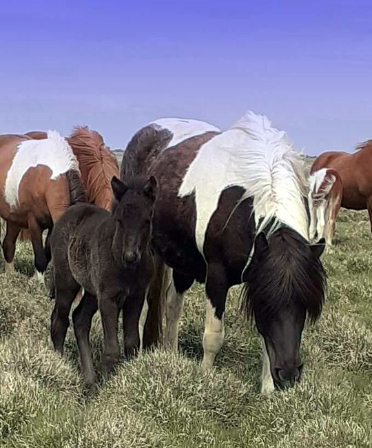 Tolle 5-Gängerin mit viel Tölt, tragend, Frieslandhof, Ursula Richard, Horses For Sale, Ihlienworth