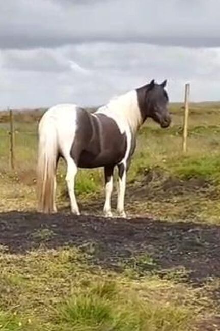 Tolle 5-Gängerin mit viel Tölt, tragend, Frieslandhof, Ursula Richard, Horses For Sale, Ihlienworth