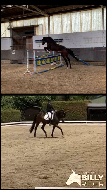 Tolle 6 jährige Allrounder Stute, Jenny, Horses For Sale, Euskirchen , Image 3
