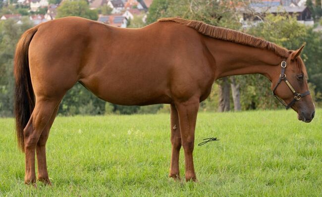 tolles Allroundprospekt, Kerstin Rehbehn (Pferdemarketing Ost), Horses For Sale, Nienburg