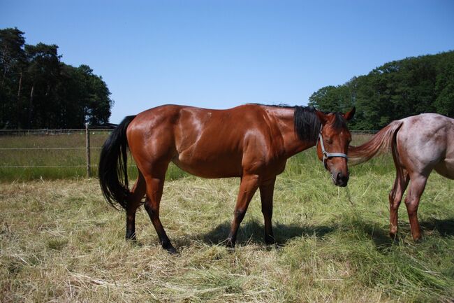 Tolles Allroundprospect, Kerstin Rehbehn (Pferdemarketing Ost), Horses For Sale, Nienburg, Image 5