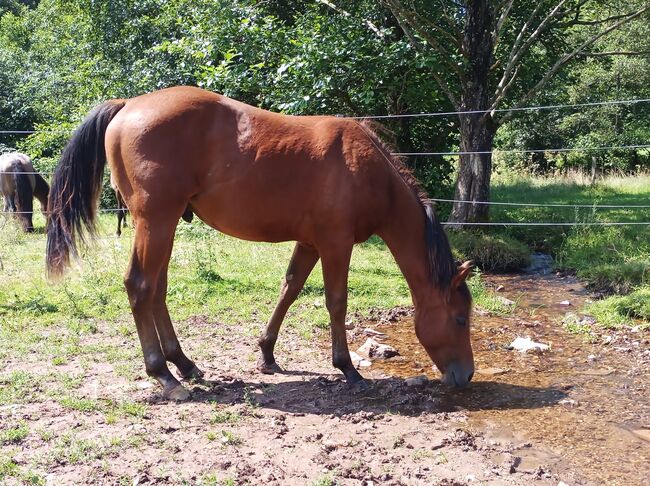 Toller Allrounder für Turnier und Freizeit abzugeben, Kerstin Rehbehn (Pferdemarketing Ost), Horses For Sale, Nienburg, Image 10