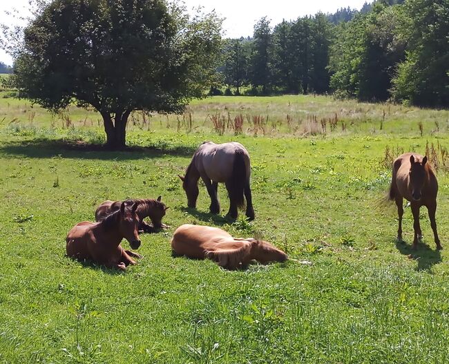 Toller Allrounder für Turnier und Freizeit abzugeben, Kerstin Rehbehn (Pferdemarketing Ost), Horses For Sale, Nienburg, Image 13