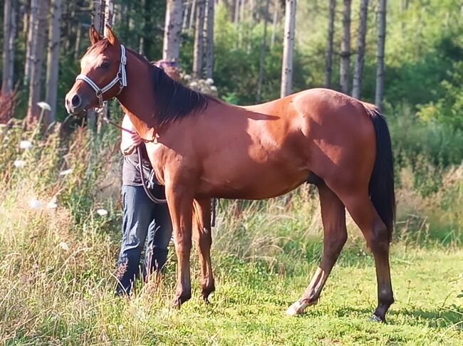 Toller Allrounder für Turnier und Freizeit abzugeben, Kerstin Rehbehn (Pferdemarketing Ost), Horses For Sale, Nienburg