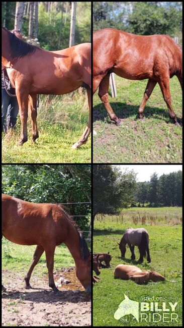 Toller Allrounder für Turnier und Freizeit abzugeben, Kerstin Rehbehn (Pferdemarketing Ost), Horses For Sale, Nienburg, Image 16