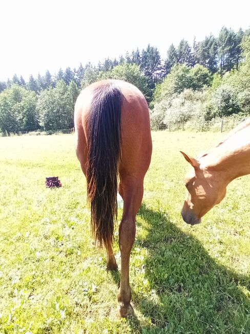 Toller Allrounder für Turnier und Freizeit abzugeben, Kerstin Rehbehn (Pferdemarketing Ost), Horses For Sale, Nienburg, Image 7