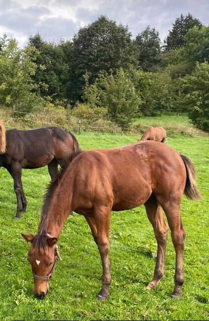 Toller Allrounder für Turnier und Freizeit abzugeben, Kerstin Rehbehn (Pferdemarketing Ost), Horses For Sale, Nienburg, Image 6