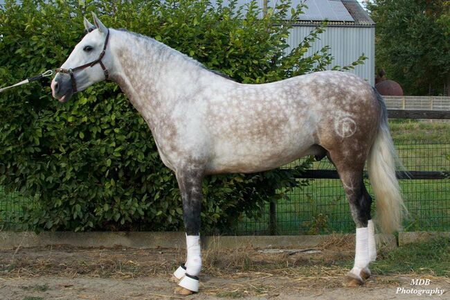 Toller, barocker PRE Wallach für die ganze Familie, Daniela, Horses For Sale, Dormagen