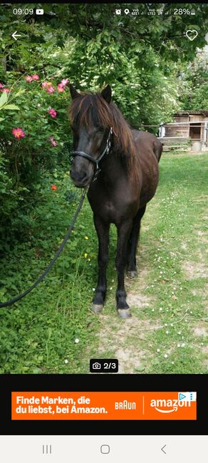 Tolle große Islandstute, Ralf, Horses For Sale, Mühlacker