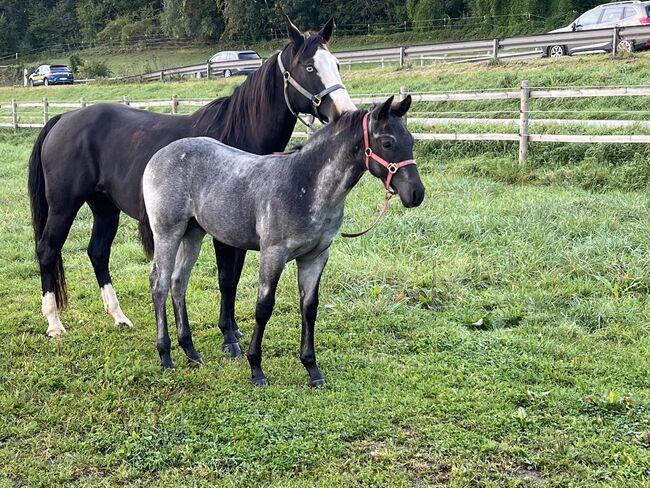 Toller, blue roan Quarter Horse Jährling, Kerstin Rehbehn (Pferdemarketing Ost), Horses For Sale, Nienburg, Image 4