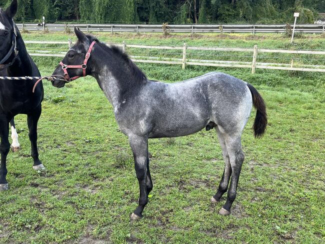 Toller, blue roan Quarter Horse Jährling, Kerstin Rehbehn (Pferdemarketing Ost), Horses For Sale, Nienburg, Image 6