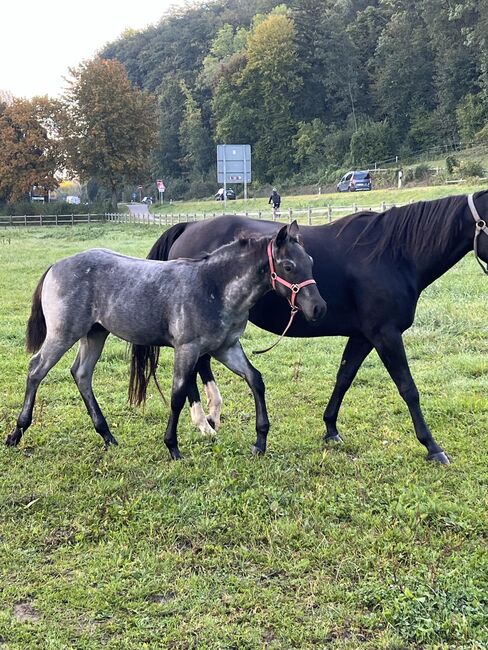 Toller, blue roan Quarter Horse Jährling, Kerstin Rehbehn (Pferdemarketing Ost), Horses For Sale, Nienburg, Image 8