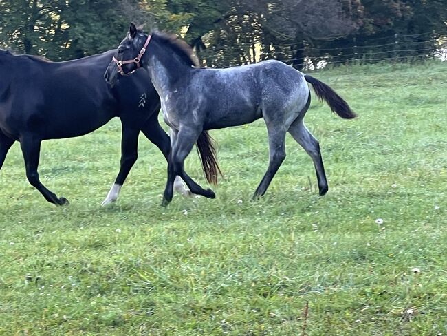 Toller, blue roan Quarter Horse Jährling, Kerstin Rehbehn (Pferdemarketing Ost), Horses For Sale, Nienburg, Image 11