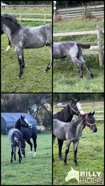 Toller, blue roan Quarter Horse Jährling, Kerstin Rehbehn (Pferdemarketing Ost), Horses For Sale, Nienburg, Image 17