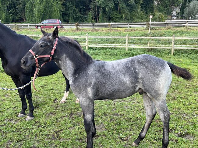 Toller, blue roan Quarter Horse Jährling, Kerstin Rehbehn (Pferdemarketing Ost), Horses For Sale, Nienburg, Image 13