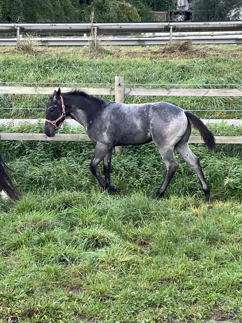 Toller, blue roan Quarter Horse Jährling, Kerstin Rehbehn (Pferdemarketing Ost), Horses For Sale, Nienburg, Image 16