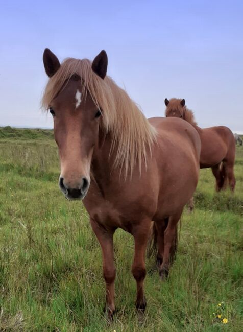 Tolles Wesen mit viel Tölt, ausIsland, Ursula Richard, Horses For Sale, Ihlienworth