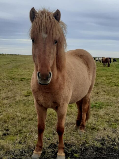 Grosse Farbwechslerin mit viel Tölt, Islandpferde-aus-Island, Horses For Sale, Ihlienworth, Image 2