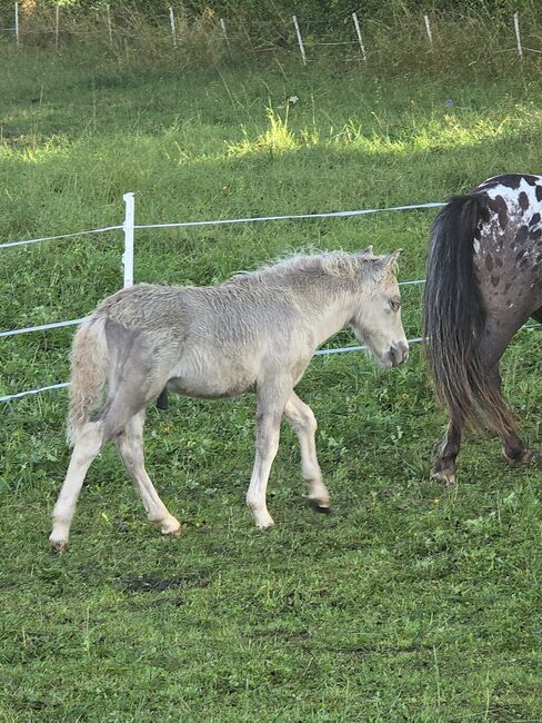 Tolle Hengstfohlen Shetlandpony in Sonderfarben, Nadine  (Shettyzucht Frechdachs ), Horses For Sale, Heringen, Image 11