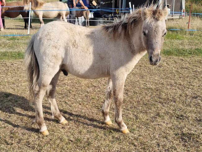 Tolle Hengstfohlen Shetlandpony in Sonderfarben, Nadine  (Shettyzucht Frechdachs ), Horses For Sale, Heringen, Image 5