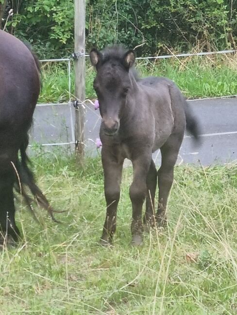 Tolle Hengstfohlen Shetlandpony in Sonderfarben, Nadine  (Shettyzucht Frechdachs ), Horses For Sale, Heringen, Image 8