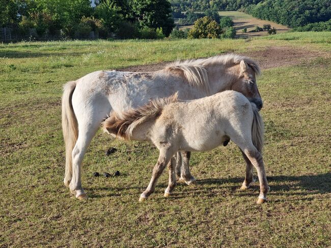 Tolle Hengstfohlen Shetlandpony in Sonderfarben, Nadine  (Shettyzucht Frechdachs ), Horses For Sale, Heringen
