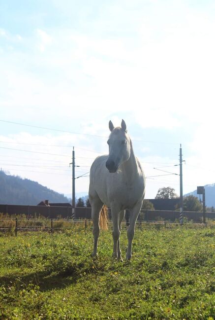 Tolle Connemara Stute sucht neues Zuhause, Christina Knapp , Horses For Sale, Leoben , Image 3