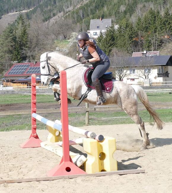 Tolle Connemara Stute sucht neues Zuhause, Christina Knapp , Horses For Sale, Leoben , Image 10