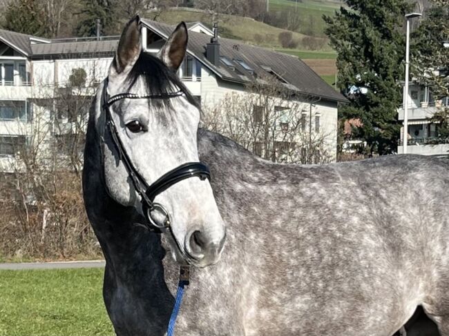 Tolles Dressurpferd zu verkaufen, Stefanie Garni, Horses For Sale, Reinach, Image 5