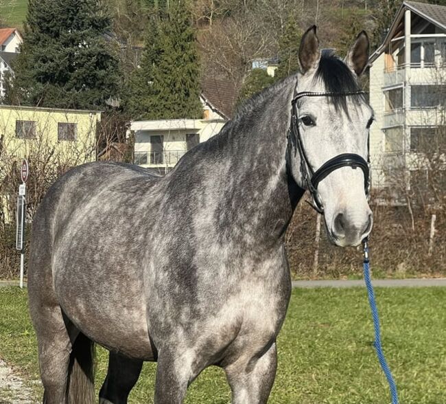 Tolles Dressurpferd zu verkaufen, Stefanie Garni, Horses For Sale, Reinach, Image 4