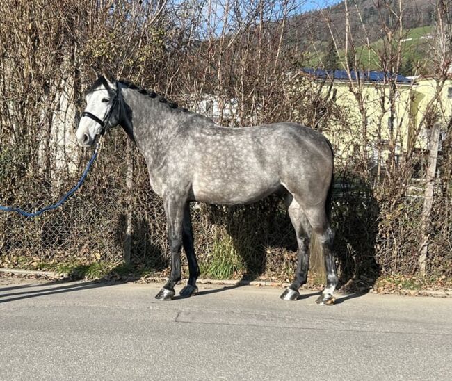 Tolles Dressurpferd zu verkaufen, Stefanie Garni, Horses For Sale, Reinach, Image 2