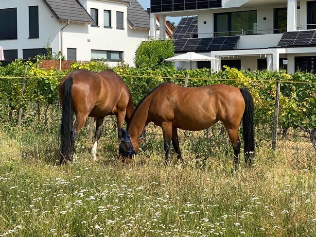 Tolles Familienpferd, Nina Kühn, Horses For Sale, Dienheim , Image 6