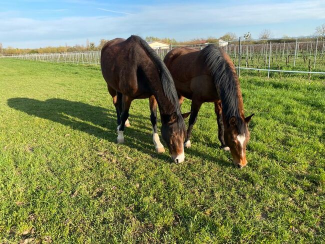 Tolles Familienpferd, Nina Kühn, Horses For Sale, Dienheim 