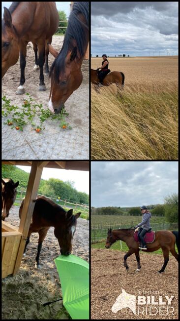 Tolles Familienpferd, Nina Kühn, Horses For Sale, Dienheim , Image 12