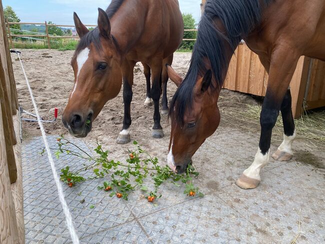 Tolles Familienpferd, Nina Kühn, Horses For Sale, Dienheim , Image 8