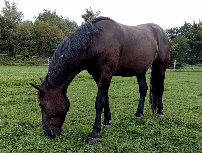 Toller Friesen x Noriker Mix Wallach, Manuela KUBNY , Horses For Sale, Küßnach , Image 6