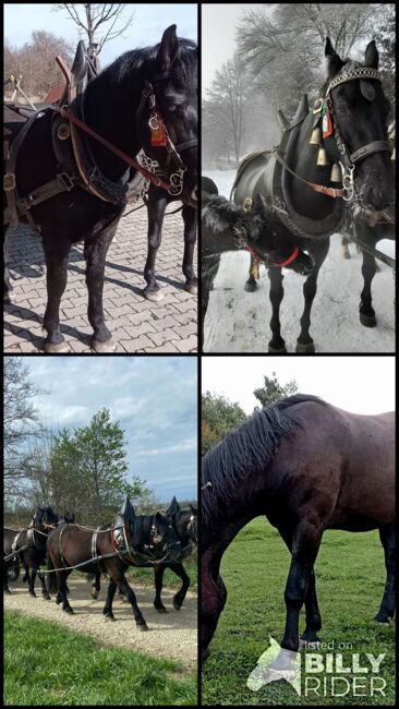 Toller Friesen x Noriker Mix Wallach, Manuela KUBNY , Horses For Sale, Küßnach , Image 7