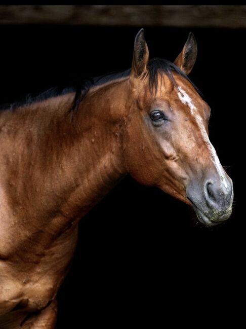 Toller Wallach für den ambitionierten Freizeitreiter, Latissa, Horses For Sale, Plüderhausen, Image 3