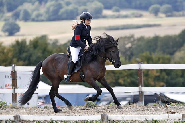 Toller Wallach - Hermes frá Feti, Kea Ristow, Horses For Sale, Reinheim, Image 3