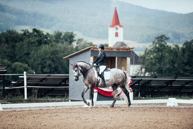 Toller Wallach sucht Bestplatz ✨, Nathalie, Horses For Sale, Hollabrunn, Image 7