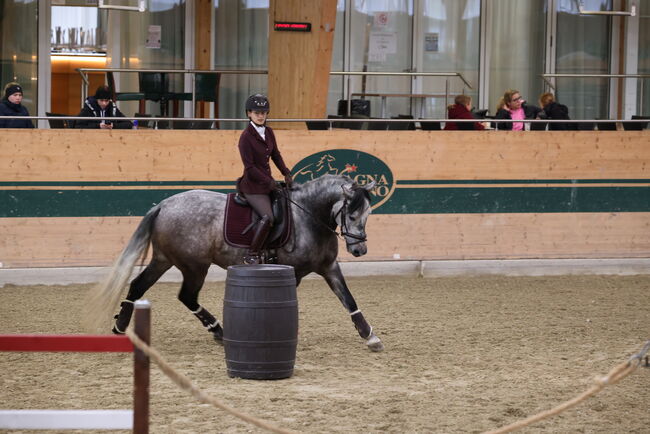 Toller Wallach sucht Bestplatz ✨, Nathalie, Horses For Sale, Hollabrunn, Image 3