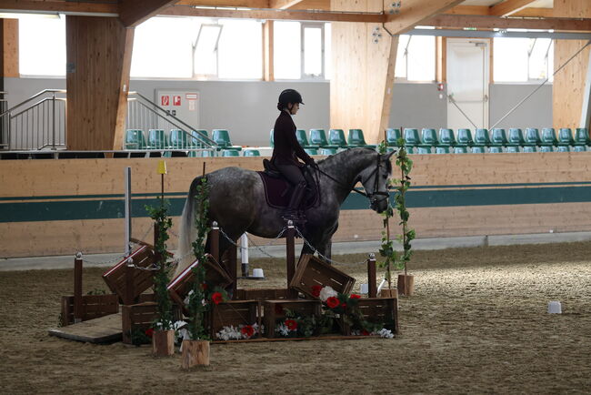 Toller Wallach sucht Bestplatz ✨, Nathalie, Horses For Sale, Hollabrunn, Image 2
