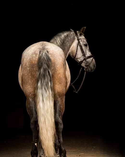 Toller Wallach sucht Bestplatz ✨, Nathalie, Horses For Sale, Hollabrunn, Image 5