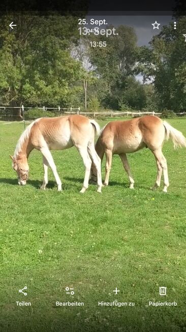 Tolle Haflinger Hengstfohlen, Monaco und Arthos , Horses For Sale, Meerbeck , Image 2