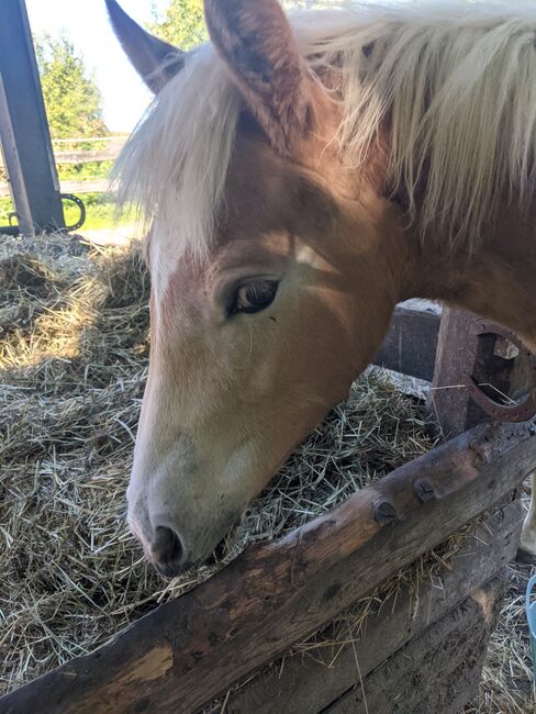 Tolle Haflinger Hengstfohlen, Monaco und Arthos , Horses For Sale, Meerbeck , Image 3