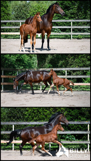 Tolle Hannoveraner Zuchtstute, Britta , Horses For Sale, Nordhorn, Image 4