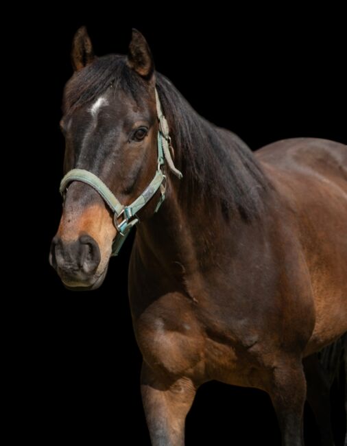 Toller Holsteiner Wallach, Kegel, Horses For Sale, Jena